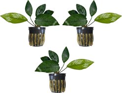 Quinn's Fins Anubias Nana Potted Live Submerged Aquatic Plant, Green, Medium, 3 count