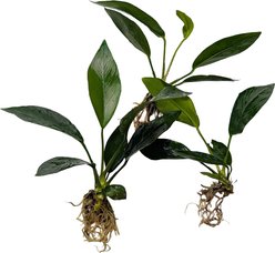 Quinn's Fins Anubias Nangi Bare Root Live Submerged Aquatic Plant, Green, Medium, 3 count