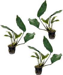 Quinn's Fins Anubias Nangi Potted Live Submerged Aquatic Plant, Green, Medium, 3 count