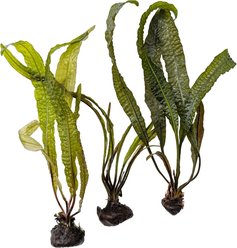 Quinn's Fins Aponogeton Boivinianus Bare Root Live Submerged Aquatic Plant, Green, Medium, 3 count