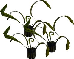Quinn's Fins Aponogeton Boivinianus Potted Live Submerged Aquatic Plant, Green, Large, 3 count