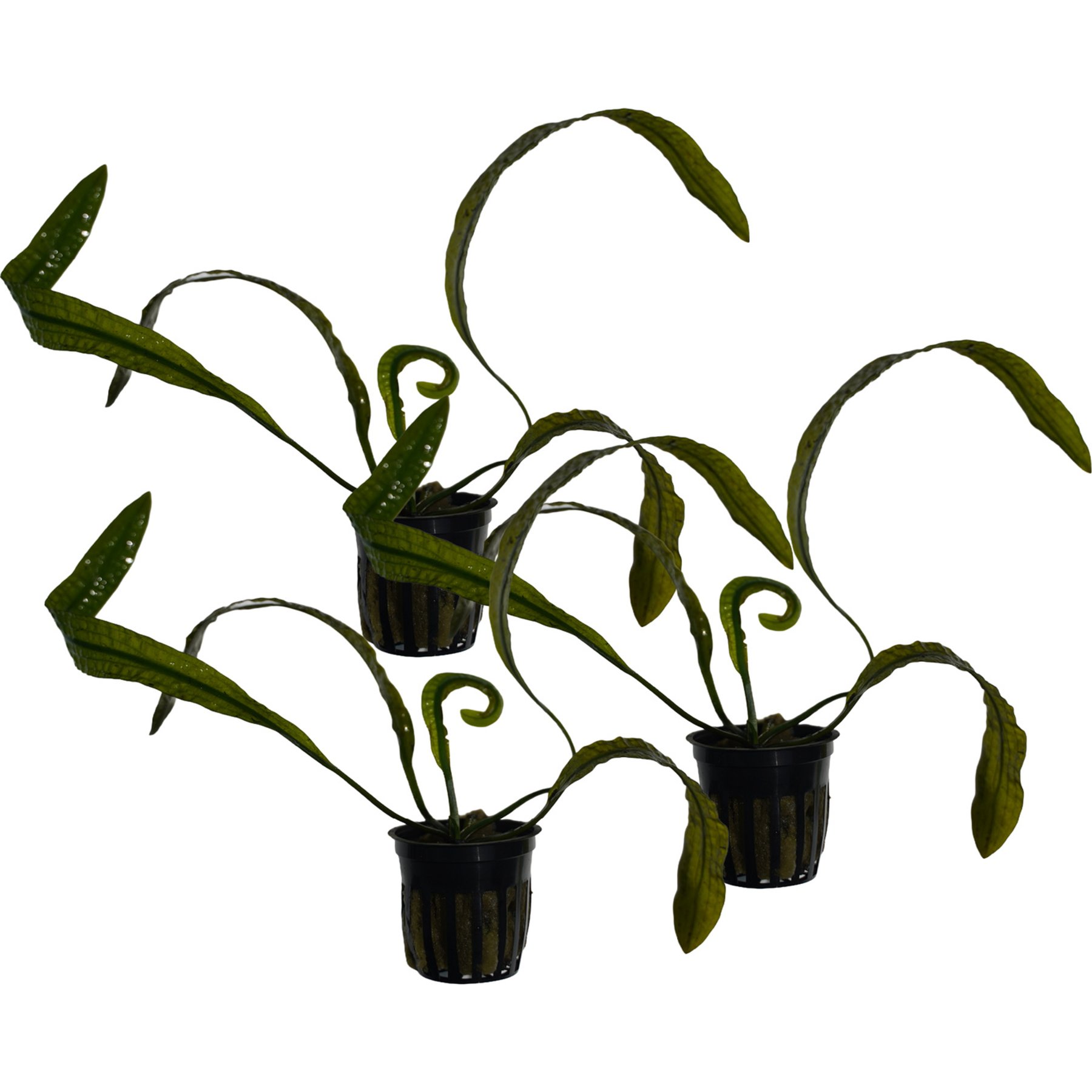 Quinn's Fins Aponogeton Boivinianus Potted Live Submerged Aquatic Plant, Green, Large, 3 count