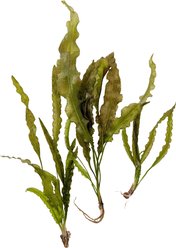 Quinn's Fins Aponogeton Crispus Bare Root Live Submerged Aquatic Plant, Green, Large, 3 count