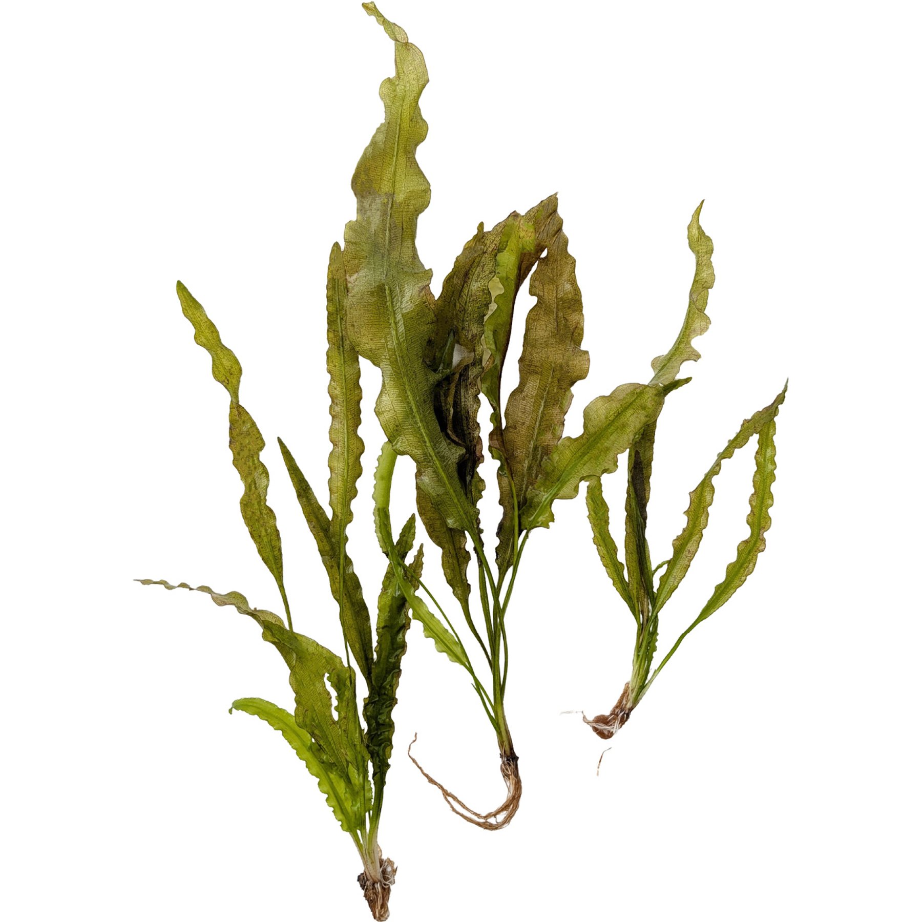 Quinn's Fins Aponogeton Crispus Bare Root Live Submerged Aquatic Plant, Green, Large, 3 count