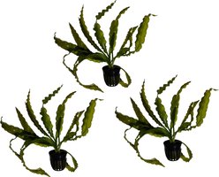 Quinn's Fins Aponogeton Crispus Potted Live Submerged Aquatic Plant, Green, Medium, 3 count