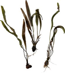 Quinn's Fins Aponogeton Madagascariensis Madagascar Lace Bare Root Live Submerged Aquatic Plant, Green, Medium, 3 count