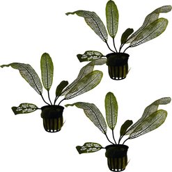Quinn's Fins Aponogeton Madagascariensis Madagascar Lace Potted Live Submerged Aquatic Plant, Green, Medium, 3 count