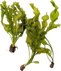 Quinn's Fins Aponogeton Ulvaceus Bare Root Live Submerged Aquatic Plant, Green, Large, 3 count