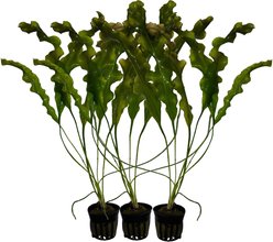 Quinn's Fins Aponogeton Ulvaceus Potted Live Submerged Aquatic Plant, Green, Large, 3 count