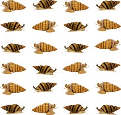 Quinn's Fins Assassin Snail Anentome Helena Live Aquarium Ornamental Invertebrate, Small, Brown, 24 count
