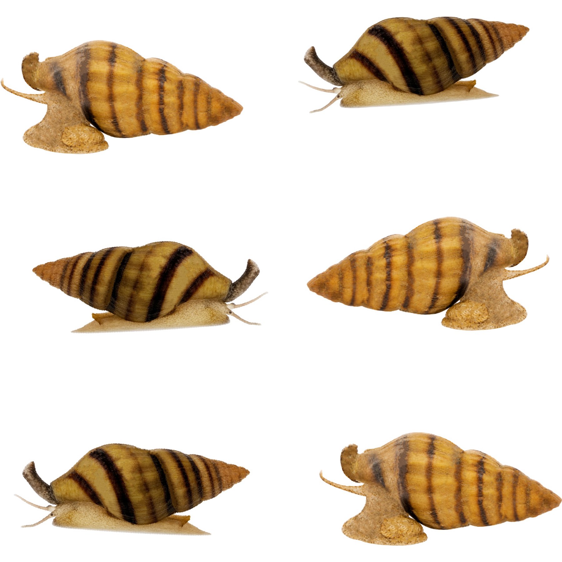 Quinn's Fins Assassin Snail Anentome Helena Live Aquarium Ornamental Invertebrate, Small, Brown, 6 count