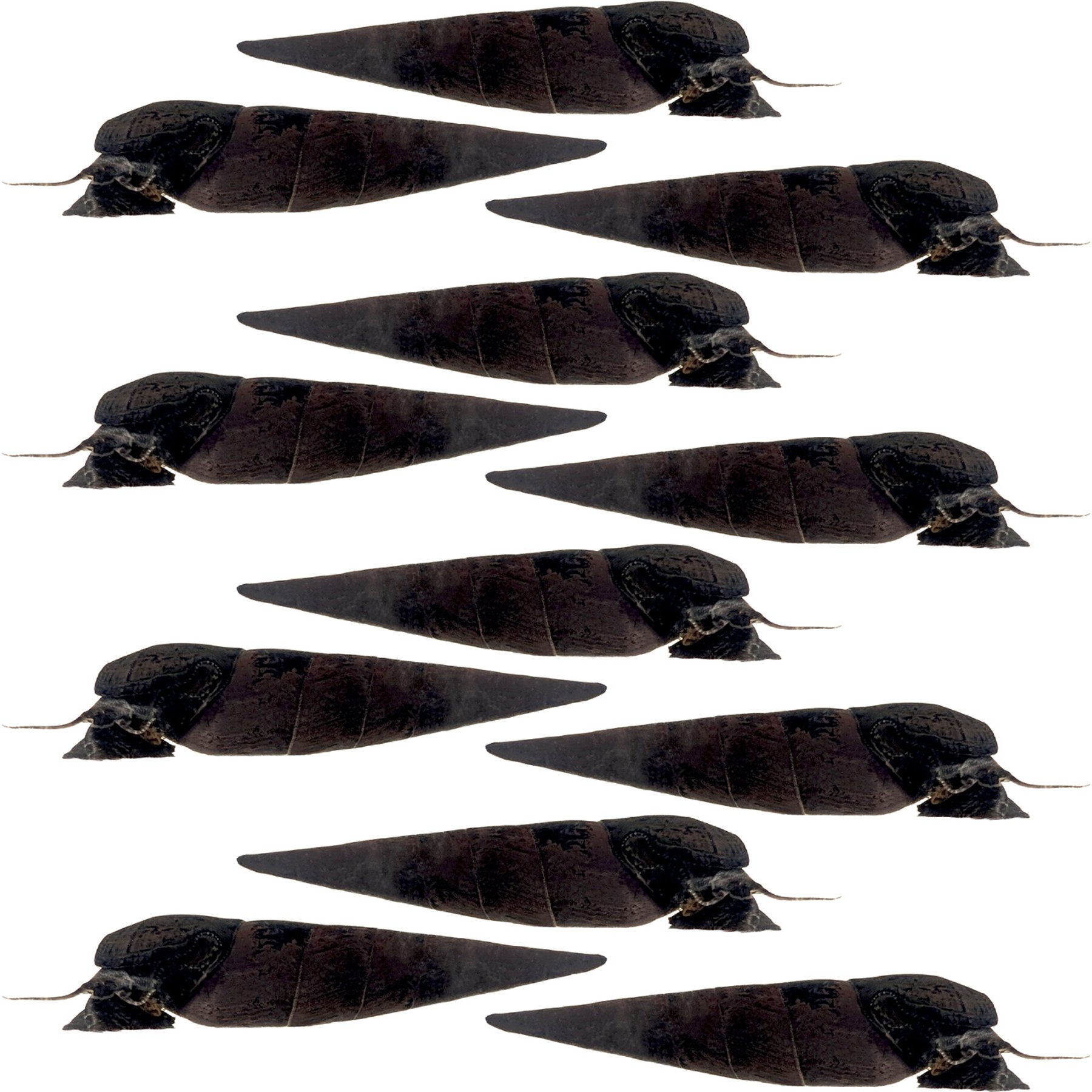 Quinn's Fins Black Devil Snail Faunus Ater Live Aquarium Ornamental Invertebrate, Medium, Black, 12 count