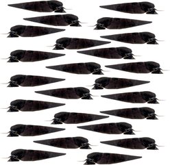Quinn's Fins Black Devil Snail Faunus Ater Live Aquarium Ornamental Invertebrate, Medium, Black, 24 count