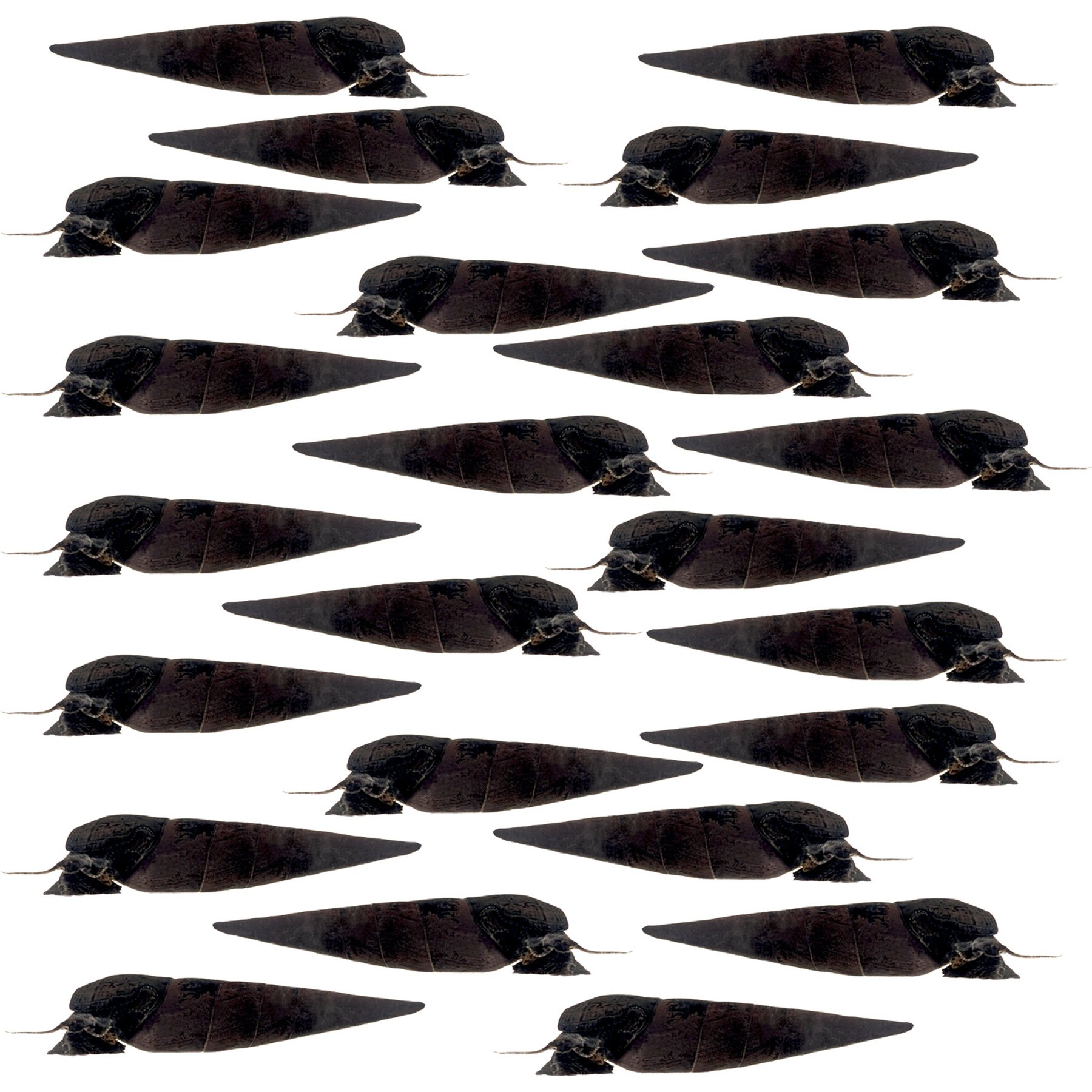 Quinn's Fins Black Devil Snail Faunus Ater Live Aquarium Ornamental Invertebrate, Medium, Black, 24 count