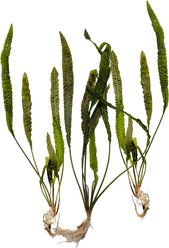 Quinn's Fins Cryptocoryne Aponogetifolia Bare Root Live Submerged Aquatic Plant, Green, Medium, 3 count