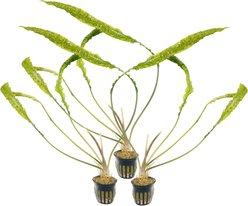 Quinn's Fins Cryptocoryne Aponogetifolia Potted Live Submerged Aquatic Plant, Green, Large, 3 count