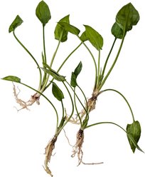 Quinn's Fins Cryptocoryne Pontederiifolia Bare Root Live Submerged Aquatic Plant, Green, Medium, 4 count