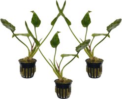 Quinn's Fins Cryptocoryne Pontederiifolia Potted Live Submerged Aquatic Plant, Green, Medium, 4 count