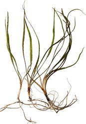Quinn's Fins Cryptocoryne Retrospiralis Bare Root Live Submerged Aquatic Plant, Green, Large, 3 count