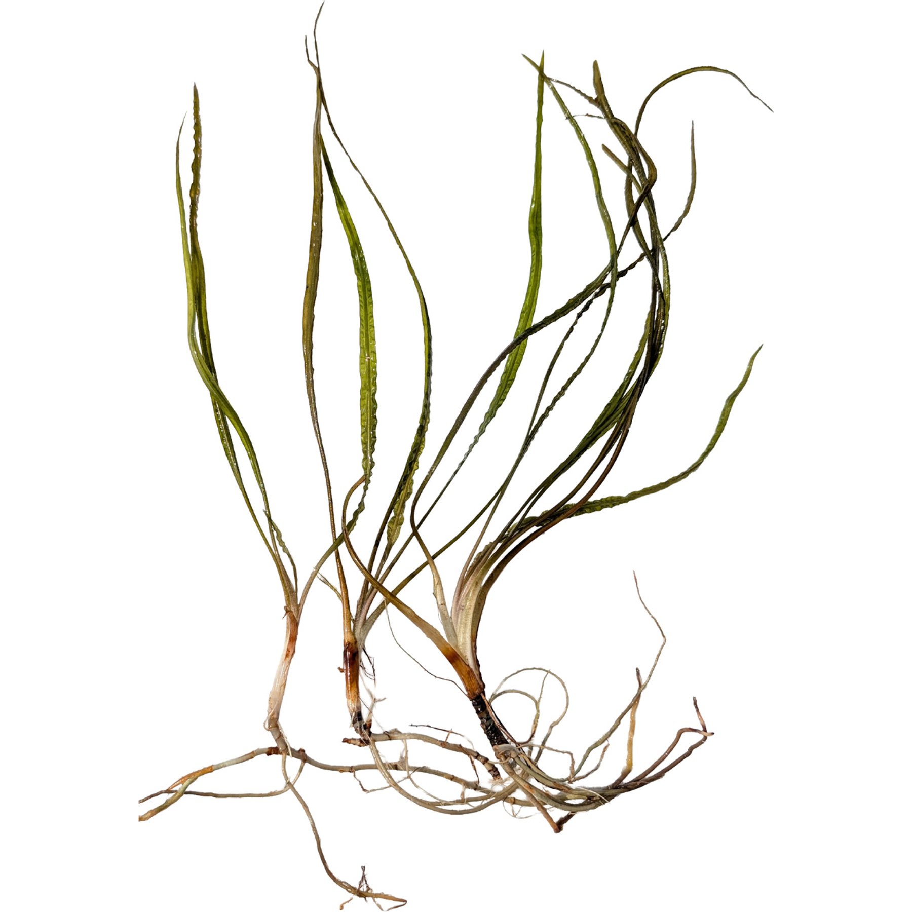 Quinn's Fins Cryptocoryne Retrospiralis Bare Root Live Submerged Aquatic Plant, Green, Large, 3 count