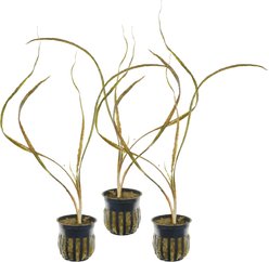 Quinn's Fins Cryptocoryne Retrospiralis Potted Live Submerged Aquatic Plant, Green, Medium, 3 count