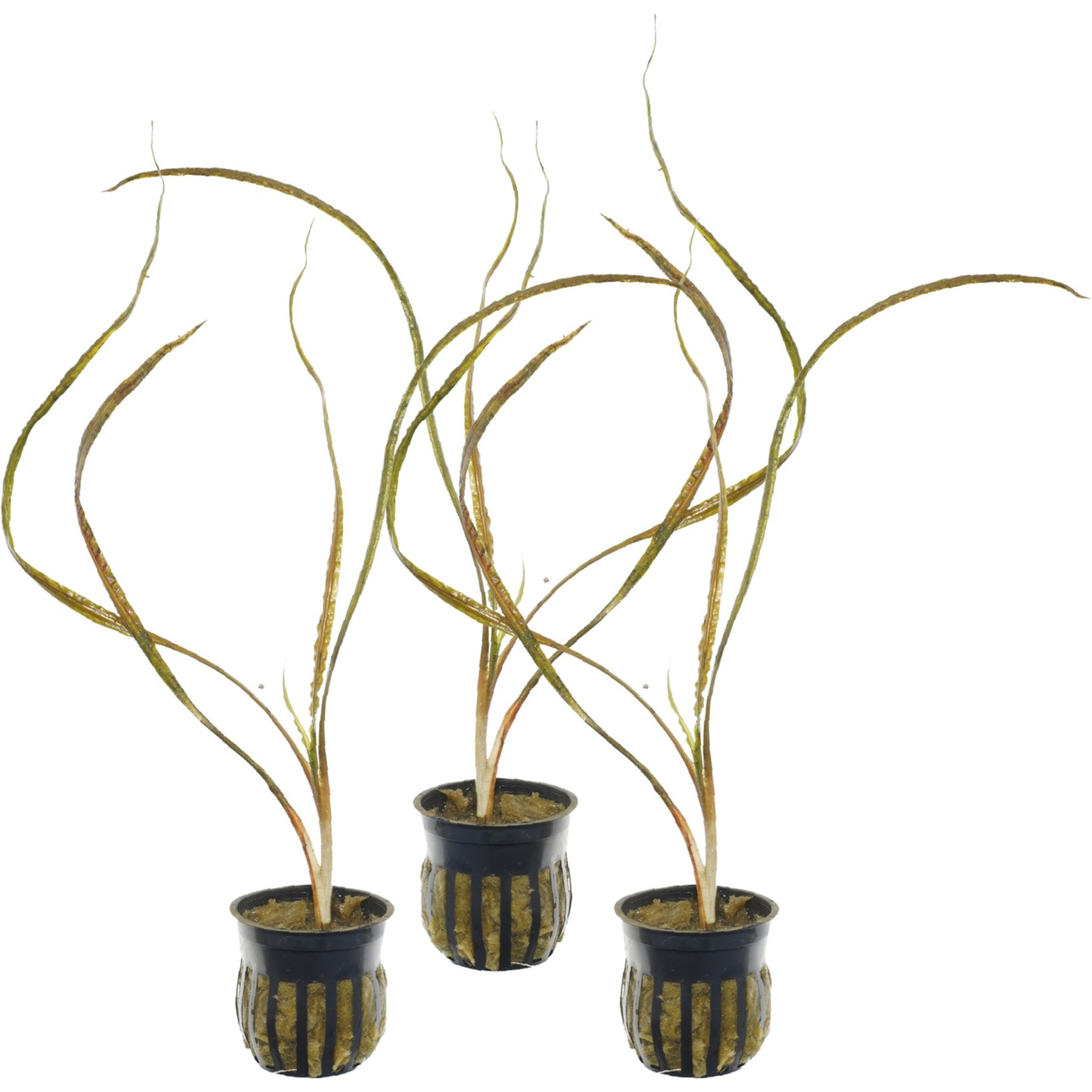 Quinn's Fins Cryptocoryne Retrospiralis Potted Live Submerged Aquatic Plant, Green, Medium, 3 count