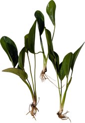 Quinn's Fins Echinodorus Altlandsberg Sword Bare Root Live Submerged Aquatic Plant, Green, Medium, 3 count