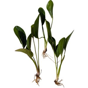 Quinn's Fins Echinodorus Altlandsberg Sword Bare Root Live Submerged Aquatic Plant, Green, Medium, 3 count