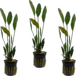 Quinn's Fins Echinodorus Altlandsberg Sword Potted Live Submerged Aquatic Plant, Green, Medium, 3 count