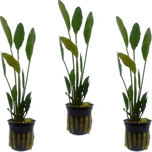 Quinn's Fins Echinodorus Altlandsberg Sword Potted Live Submerged Aquatic Plant, Green, Medium, 3 count