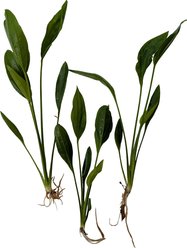Quinn's Fins Echinodorus Argentinensis Rangeri Sword Bare Root Live Submerged Aquatic Plant, Green, Medium, 3 count