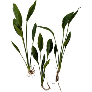 Quinn's Fins Echinodorus Argentinensis Rangeri Sword Bare Root Live Submerged Aquatic Plant, Green, Medium, 3 count