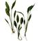 Show in main carousel: Quinn's Fins Echinodorus Argentinensis Rangeri Sword Bare Root Live Submerged Aquatic Plant, Green, Medium, 3 count slide 1 of 1
