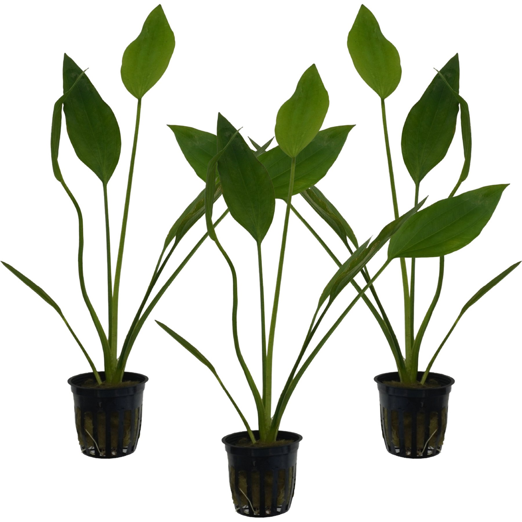 Quinn's Fins Echinodorus Argentinensis Rangeri Sword Potted Live Submerged Aquatic Plant, Green, Medium, 3 count