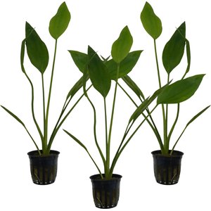 Quinn's Fins Echinodorus Argentinensis Rangeri Sword Potted Live Submerged Aquatic Plant, Green, Medium, 3 count