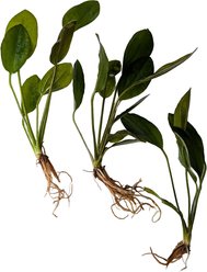 Quinn's Fins Echinodorus Barthii Red Melon Sword Bare Root Live Submerged Aquatic Plant, Green, Medium, 3 count