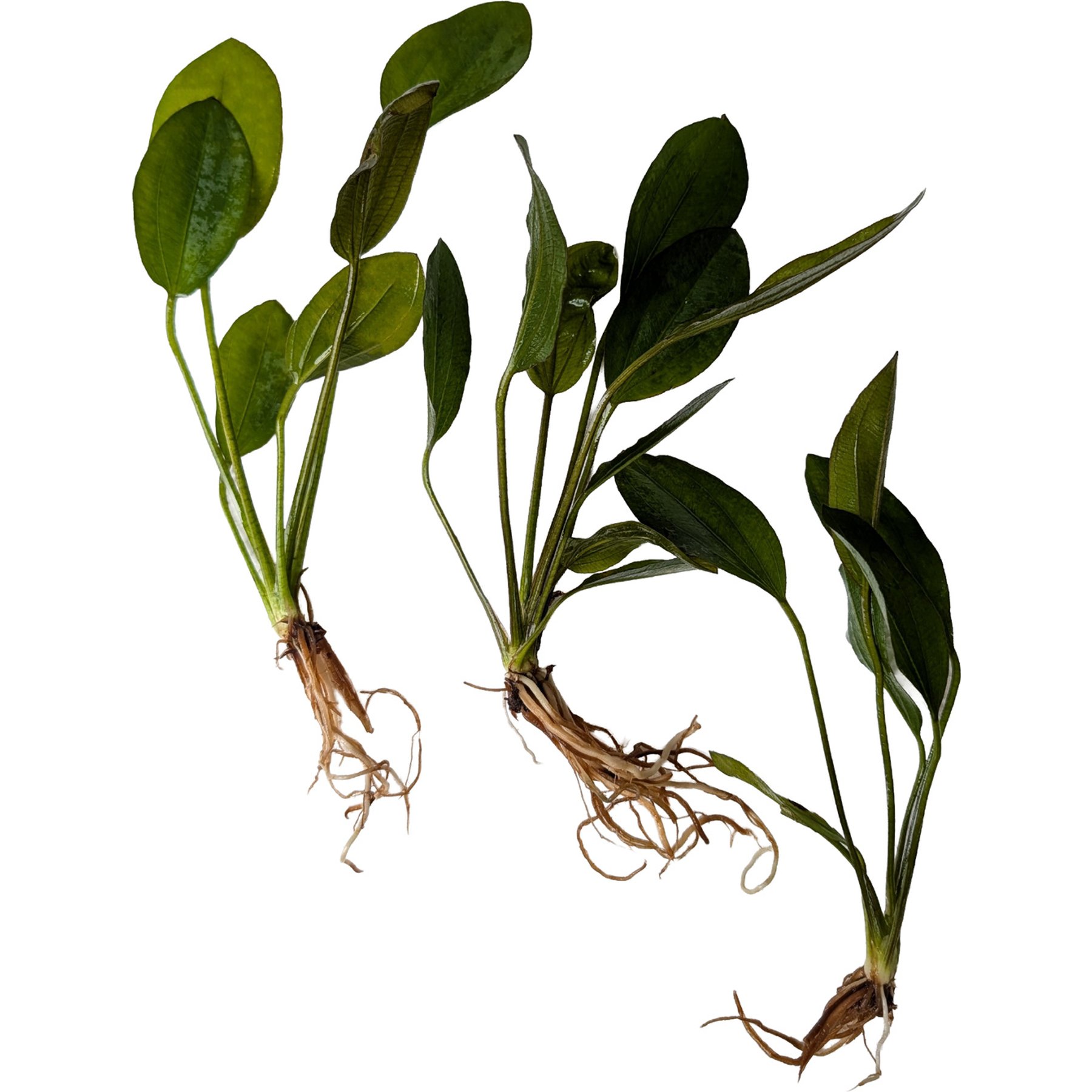 Quinn's Fins Echinodorus Barthii Red Melon Sword Bare Root Live Submerged Aquatic Plant, Green, Medium, 3 count