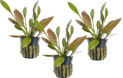 Quinn's Fins Echinodorus Barthii Red Melon Sword Potted Live Submerged Aquatic Plant, Green, Medium, 3 count