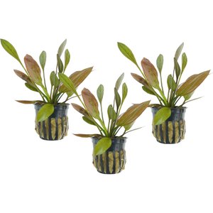 Quinn's Fins Echinodorus Barthii Red Melon Sword Potted Live Submerged Aquatic Plant, Green, Medium, 3 count