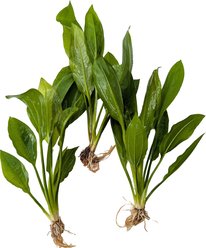 Quinn's Fins Echinodorus Bleheri Amazon Sword Bare Root Live Submerged Aquatic Plant, Green, Medium, 3 count