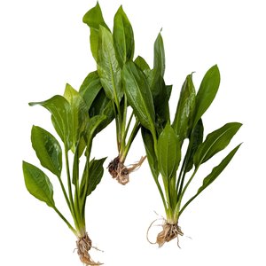 Quinn's Fins Echinodorus Bleheri Amazon Sword Bare Root Live Submerged Aquatic Plant, Green, Medium, 3 count