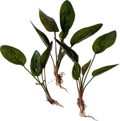 Quinn's Fins Echinodorus Chocolate Marble Sword Bare Root Live Submerged Aquatic Plant, Green, Medium, 3 count