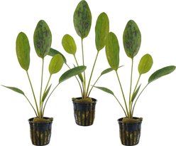 Quinn's Fins Echinodorus Chocolate Marble Sword Potted Live Submerged Aquatic Plant, Green, Medium, 3 count
