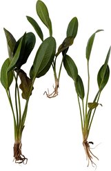 Quinn's Fins Echinodorus Frans Stoffels Sword Bare Root Live Submerged Aquatic Plant, Green, Medium, 3 count
