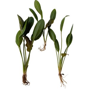 Quinn's Fins Echinodorus Frans Stoffels Sword Bare Root Live Submerged Aquatic Plant, Green, Medium, 3 count
