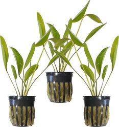 Quinn's Fins Echinodorus Frans Stoffels Sword Potted Live Submerged Aquatic Plant, Green, Medium, 3 count