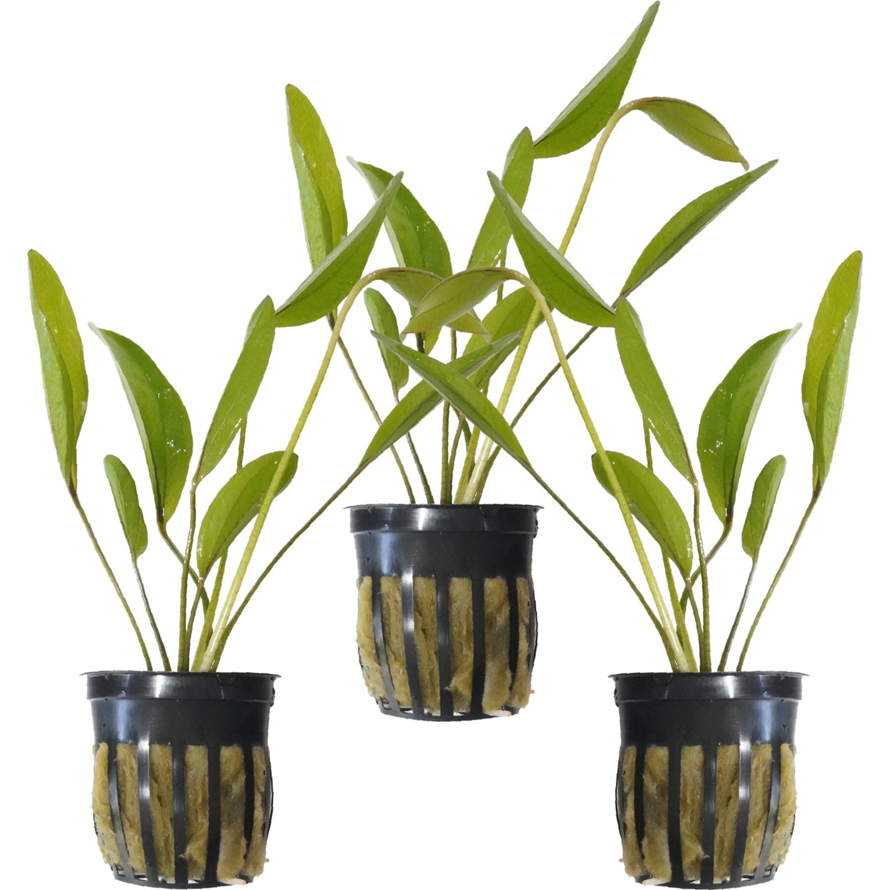 Quinn's Fins Echinodorus Frans Stoffels Sword Potted Live Submerged Aquatic Plant, Green, Medium, 3 count