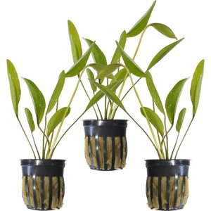 Quinn's Fins Echinodorus Frans Stoffels Sword Potted Live Submerged Aquatic Plant, Green, Medium, 3 count