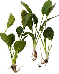 Quinn's Fins Echinodorus Green Ozelot Sword Bare Root Live Submerged Aquatic Plant, Green, Medium, 3 count