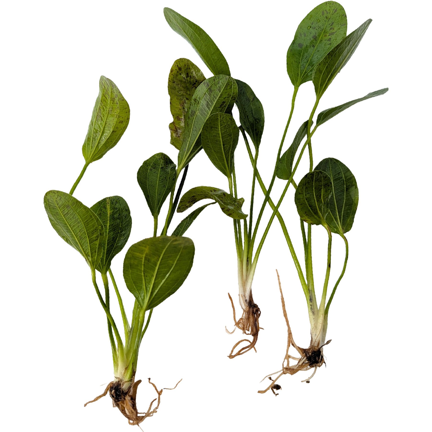 Quinn's Fins Echinodorus Green Ozelot Sword Bare Root Live Submerged Aquatic Plant, Green, Medium, 3 count